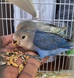 Coppia allevata a mano