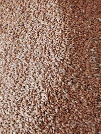 cereali 