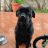 Cane corso per monta