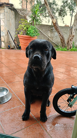 Cane corso per monta