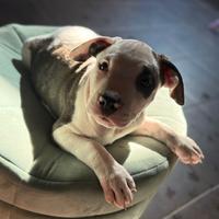 Cuccioli di Amstaff