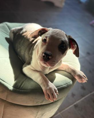Cuccioli di Amstaff