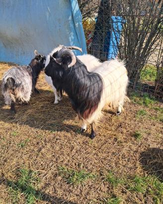 Capretto maschio del Kashmir