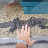 Tegu Argentino Adulto