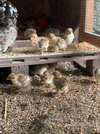 Disponibili pulcini di Coccincina nana Millefiori