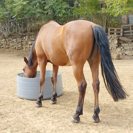 Cavallo Andaluso (castrone)