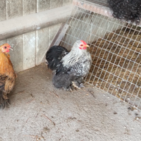 Galletto cocincina nana