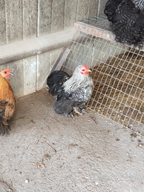 Galletto cocincina nana