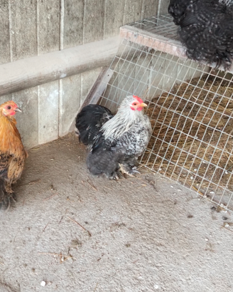 Galletto cocincina nana