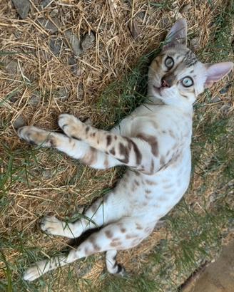 Gatto bengala snow riproduzione anche permuta