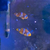 2 Pesci Pagliaccio Amphiprioninae 4/5 cm