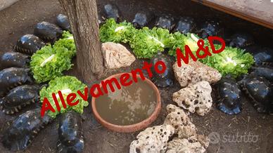 TARTARUGHE Terrestri - (Tutta ITALIA)