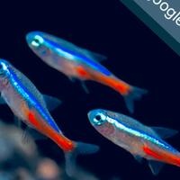 Pesce Neon