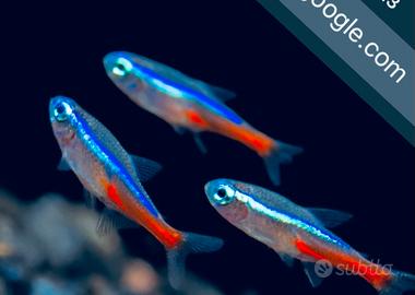 Pesce Neon