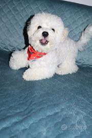 Cuccioli,cagniolini belli e eleganti Bichon frisè