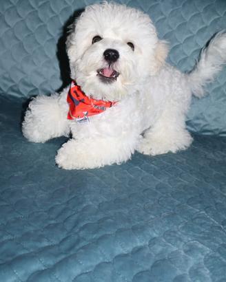 Cuccioli,cagniolini belli e eleganti Bichon frisè