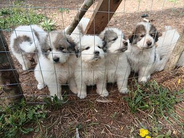 Cuccioli montagna pirenei 500 euro