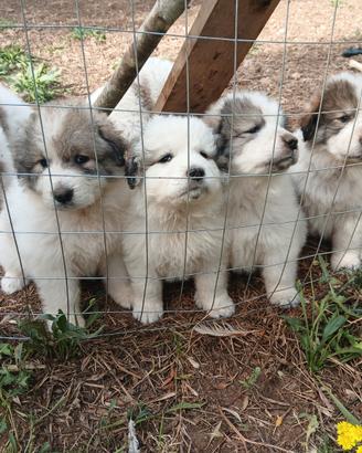 Cuccioli montagna pirenei 500 euro