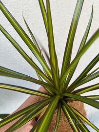 Kokedama Dracena “Kiwi”