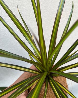 Kokedama Dracena “Kiwi”