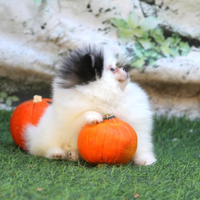 Spitz Di Pomerania Mini