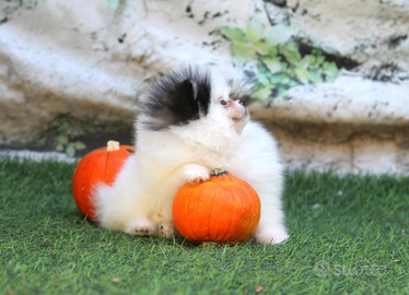 Spitz Di Pomerania Mini