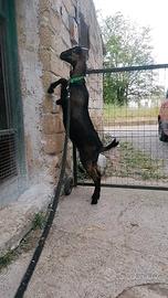 Disponibile capretta