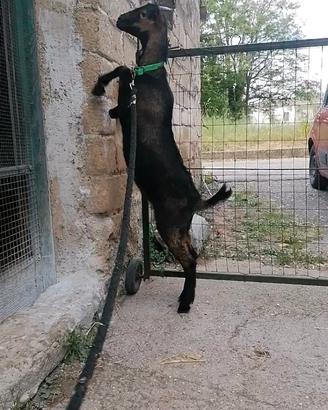 Disponibile capretta