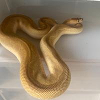 Pitone reale lesser enchi blaze clown proven