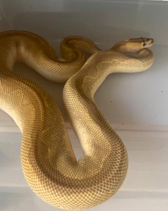 Pitone reale lesser enchi blaze clown proven