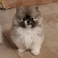 Spitz di Pomerania nano maschietto