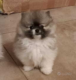 Spitz di Pomerania nano maschietto
