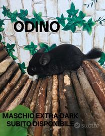 Cincillà disponibili