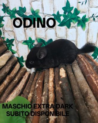 Cincillà disponibili