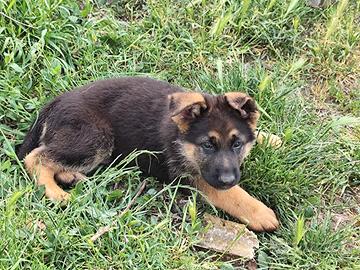 Cuccioli Pastore Tedesco
