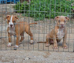 Pitbull UKC 