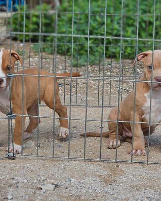 Pitbull UKC 