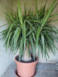 Pianta della felicità - Yucca
