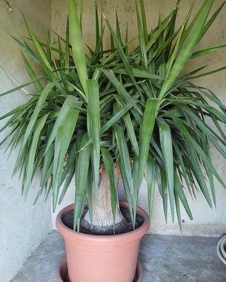 Pianta della felicità - Yucca