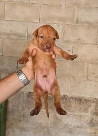 American pitbull ADBA