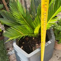 CYCAS  4 annii con fioriera esagonale in  resina