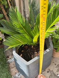 CYCAS  4 annii con fioriera esagonale in  resina