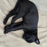 Cucciola di Piccolo Brabantino