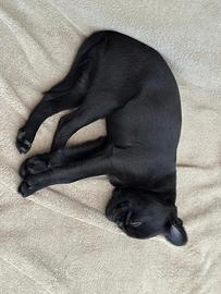 Cucciola di Piccolo Brabantino