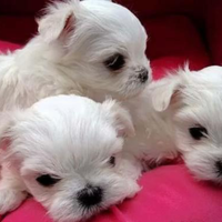 Maltese mini toy