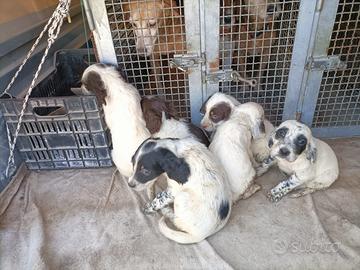 Cuccioli Setter