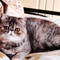 Esotica blu tortie tabby