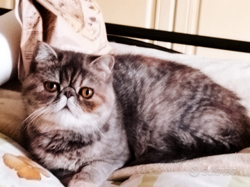 Esotica blu tortie tabby