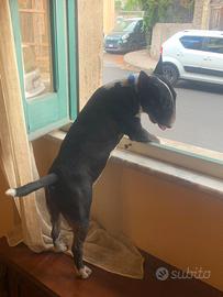 Disponibile per monte