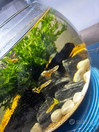 Guppy Grado A - 1 mese di vita